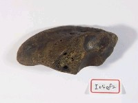 牛蹄骨藏品圖，第2張